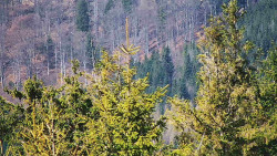 Chata Severka - Dolní Lomná