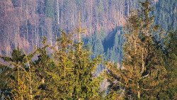 Chata Severka - Dolní Lomná