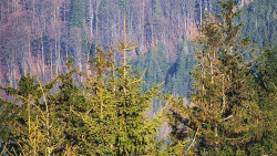 Chata Severka - Dolní Lomná