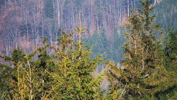 Chata Severka - Dolní Lomná