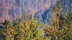 Chata Severka - Dolní Lomná