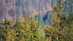 Chata Severka - Dolní Lomná