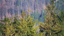 Chata Severka - Dolní Lomná