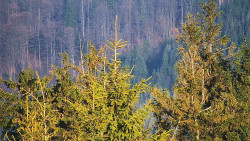 Chata Severka - Dolní Lomná