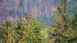 Chata Severka - Dolní Lomná