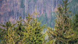 Chata Severka - Dolní Lomná