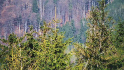 Chata Severka - Dolní Lomná