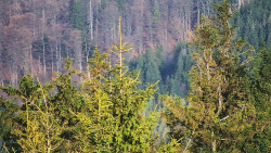 Chata Severka - Dolní Lomná