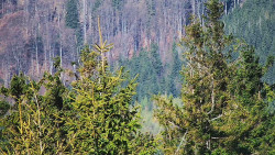 Chata Severka - Dolní Lomná