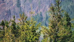 Chata Severka - Dolní Lomná