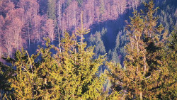 Chata Severka - Dolní Lomná