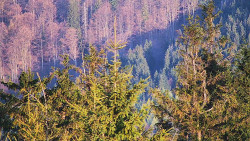 Chata Severka - Dolní Lomná