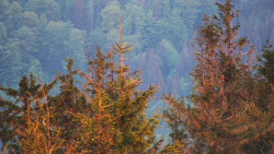 Chata Severka - Dolní Lomná