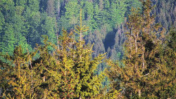 Chata Severka - Dolní Lomná