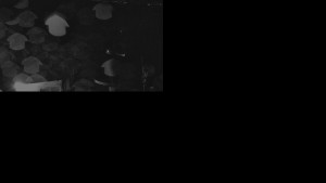 Ski areál SEVERKA v Dolní Lomné - Chata Severka - Dolní Lomná - 28.10.2025 v 01:01 Ski areál SEVERKA v Dolní Lomné - Chata Severka - Dolní Lomná - 28.10.2025 v 01:01