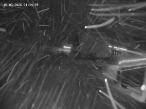 Skiareál Mosty u Jablunkova - Spodní část sjezdovky č. 1 - 15.2.2026 v 02:00 Skiareál Mosty u Jablunkova - Spodní část sjezdovky č. 1 - 15.2.2026 v 02:00