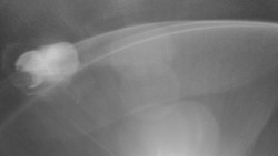 Modrá sjezdovka - dojezd k lanové dráze