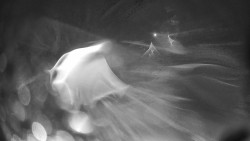 Modrá sjezdovka - dojezd k lanové dráze