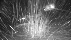 Modrá sjezdovka - dojezd k lanové dráze