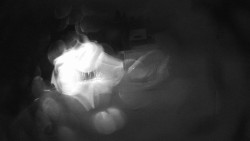 Modrá sjezdovka - dojezd k lanové dráze