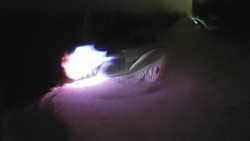 Modrá sjezdovka - dojezd k lanové dráze