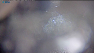 Skicentrum Říčky - Výstupní stanice Zakletý - 17.12.2025 v 07:00 Skicentrum Říčky - Výstupní stanice Zakletý - 17.12.2025 v 07:00