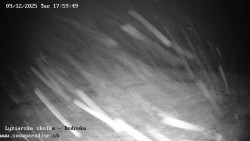 Dětská lyžařská školka