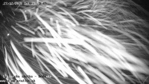 Snowparadise Veľká Rača - Dětská lyžařská školka - 28.12.2025 v 00:00 Snowparadise Veľká Rača - Dětská lyžařská školka - 28.12.2025 v 00:00