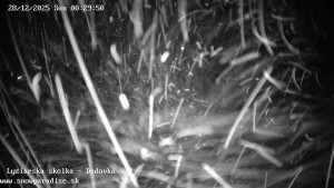 Snowparadise Veľká Rača - Dětská lyžařská školka - 28.12.2025 v 00:30 Snowparadise Veľká Rača - Dětská lyžařská školka - 28.12.2025 v 00:30