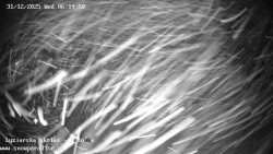 Dětská lyžařská školka