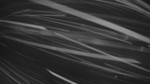 Červenohorské sedlo - Panorama sjezdovka "Červená" - 2.1.2026 v 04:30 Červenohorské sedlo - Panorama sjezdovka "Červená" - 2.1.2026 v 04:30