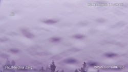 Žalý