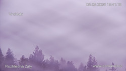 Žalý
