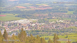 Žalý