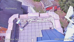 Žalý