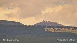 Žalý