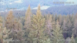 Žalý