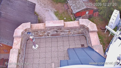 Žalý