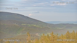 Žalý
