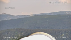 Žalý