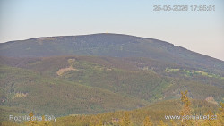 Žalý