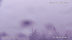 Žalý