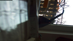 Pohled na jih, hrad Trosky