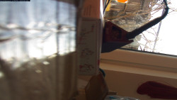 Pohled na jih, hrad Trosky