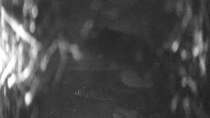 Skiareál Kozí pláně - Sjezdovka - 25.3.2026 v 01:15 Skiareál Kozí pláně - Sjezdovka - 25.3.2026 v 01:15