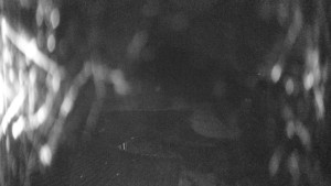 Skiareál Kozí pláně - Sjezdovka - 25.3.2026 v 02:00 Skiareál Kozí pláně - Sjezdovka - 25.3.2026 v 02:00