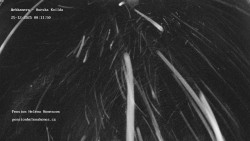 Pension Helena Honesová