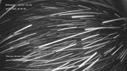 Pension Helena Honesová