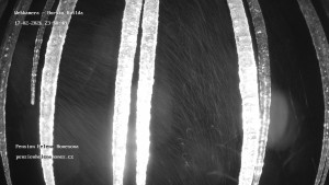 Obec Horská Kvilda - Pension Helena Honesová - 18.2.2026 v 00:00 Obec Horská Kvilda - Pension Helena Honesová - 18.2.2026 v 00:00