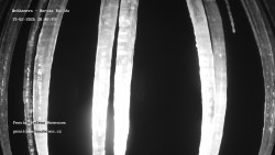 Pension Helena Honesová